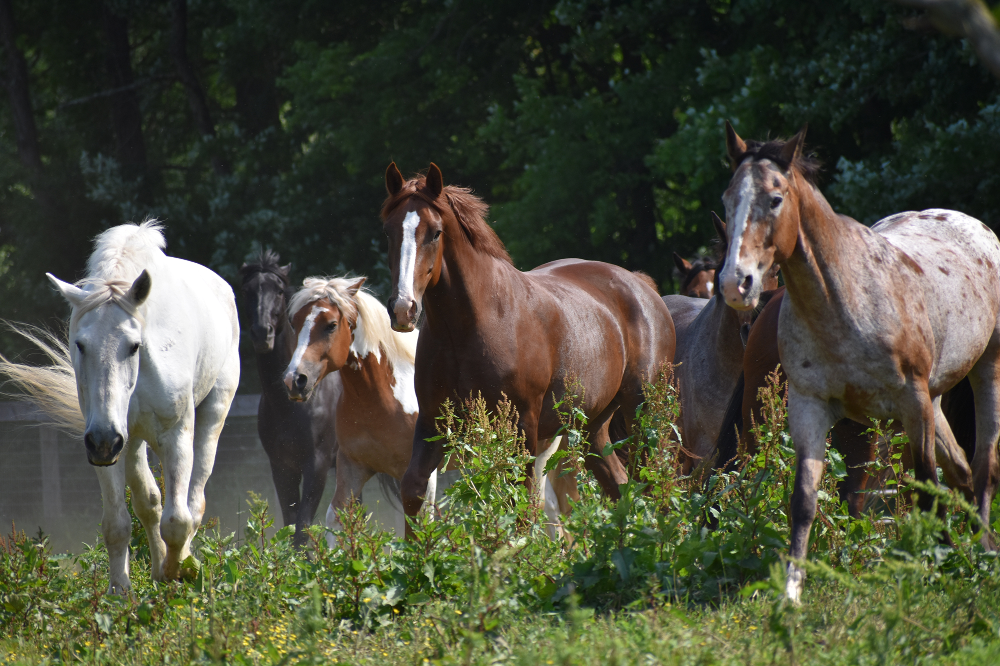 Lord-Stirling-Stable-2k.jpg